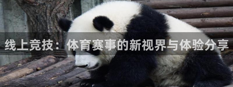 线上竞技：体育赛事的新视界与体验分享