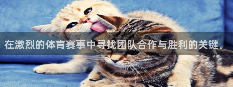 在激烈的体育赛事中寻找团队合作与胜利的关键。